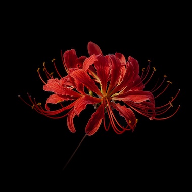 I am here my Love cover